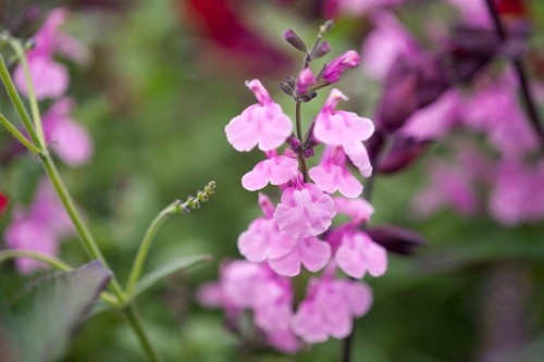 Salvia krystal pink plug - salvia,