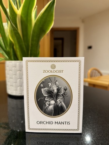 Zoologist orchid mantis - orchid,