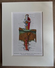 Vintage Anatomical Print