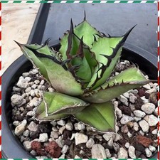 Agave oteroi “Black