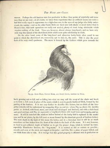 Old antique print perfect - antique,