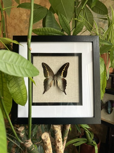 Real preserved butterfly - preserved,