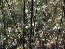 Willow - 50 Salix Black Maul Unrooted Cuttings for planting now