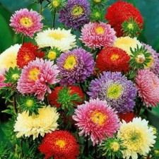 ASTER CHINA - PRINCESS MIX 750 SEEDS - CREST TYPE