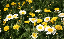 CROWN DAISY MIX Chrysanthemum glebonis coronarium Yellow White Flower Seeds UK