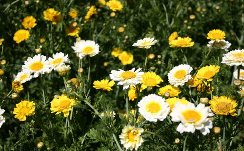 Crown daisy mix chrysanthemum - crown,