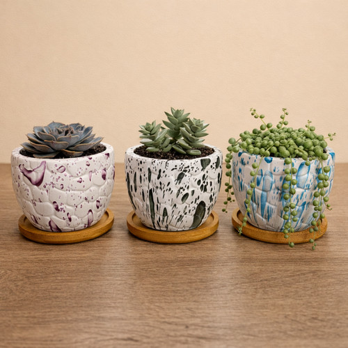 Ceramic succulent plant pots - succulent,