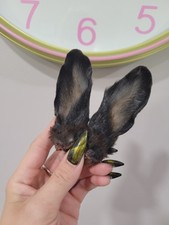 rabbit ears taxidermy oddities