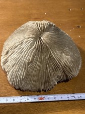 Mushroom Brain Sea Coral