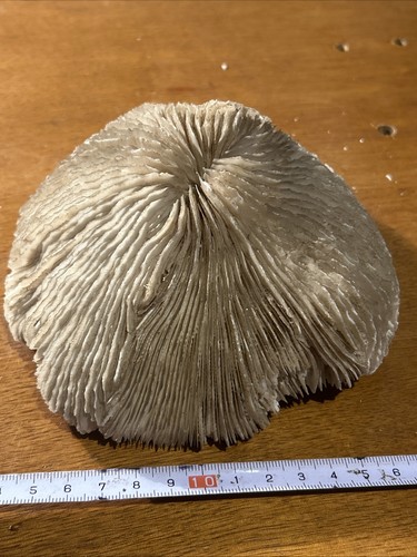Mushroom brain sea coral - sea,