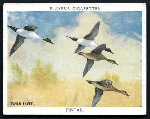 Player wildfowl 14 - player, #14