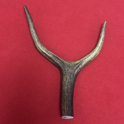 One piece deer antler y - one, of