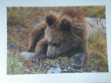 Carl Brenders Bearly Awake