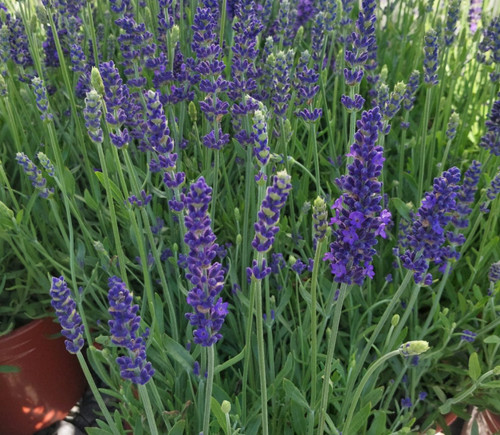 English lavender blue spear - lavender,