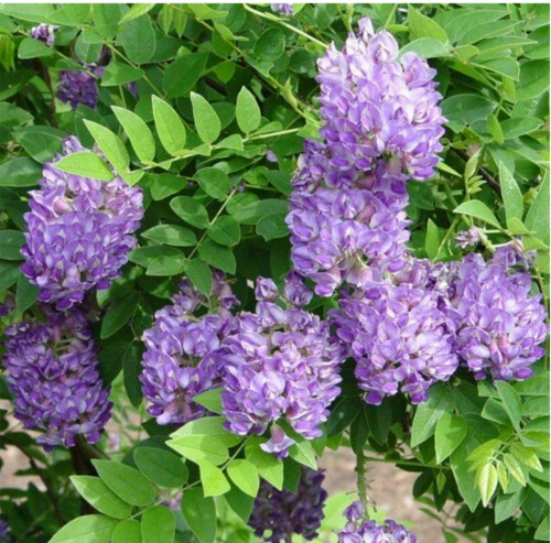 Wisteria plant climber - plant,