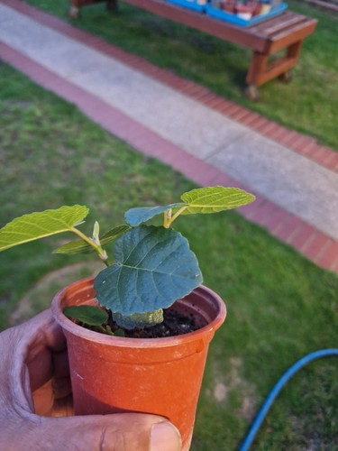 Fig tree bare rooted - fig,