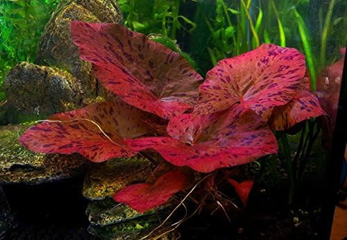 Live aquarium bulb - 1,