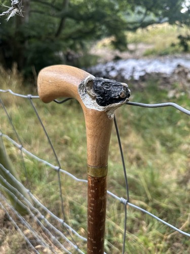 Swaledale sheep stick beech - sheep,
