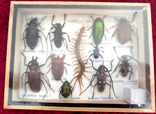 Scolopendra Morsitans/ box with many scolopendras