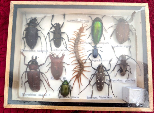 Real mounted insect - insect, &