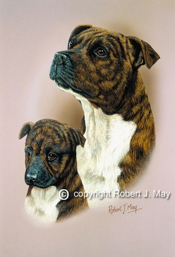 Staffordshire bull terrier - staffordshire,