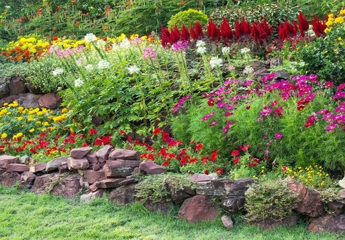 Perennial bare root - perennial,
