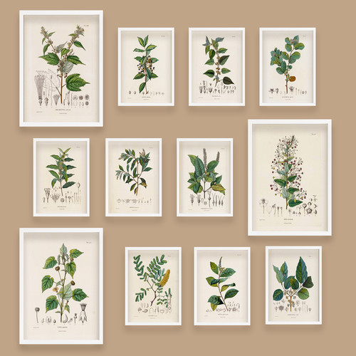 Vintage botanical wall - botanical,