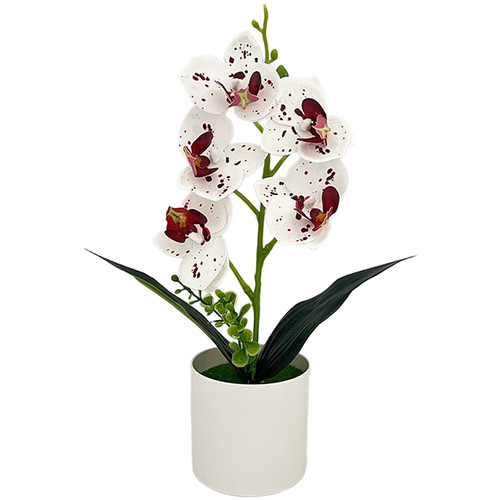 Color variety orchid set - color, blue