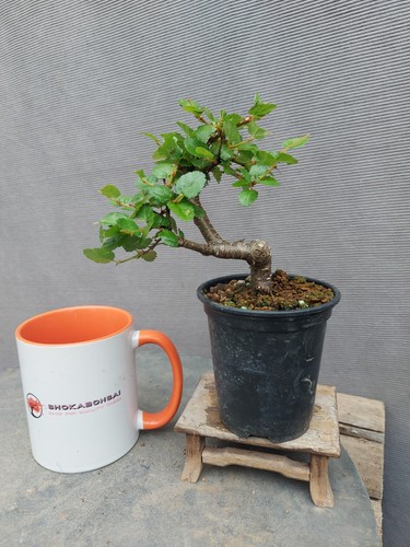 Small nothofagus beech outdoor - small,