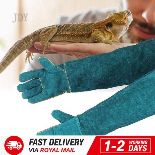 Pair animal handling - 1,