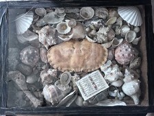 Wooden Glass Fronted Antique Cabinet Of Sea Shells And A Crab Shell Wunderkammer
