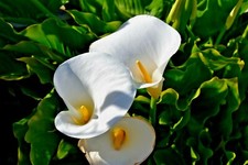 Arum (Calla) Lily, Zantedeschia aethiopica, Bare Rooted Plant x 1