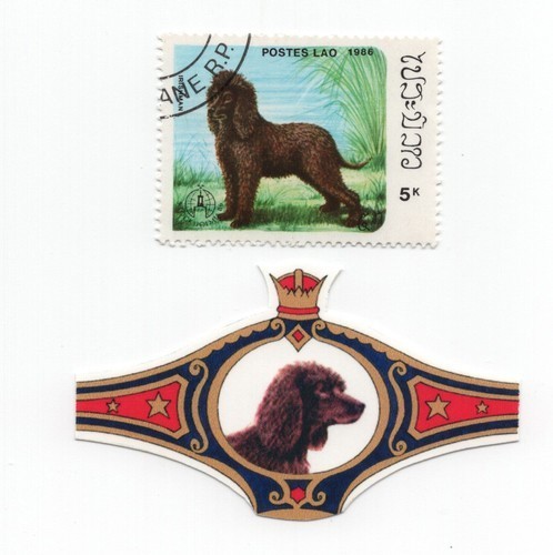 Irish water spaniel - water, collection