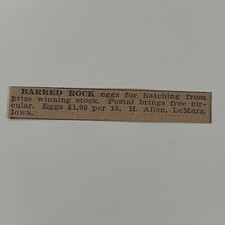 Barred Rock Eggs For Hatching