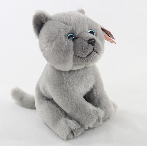 Sitting british grey shorthair - sitting,
