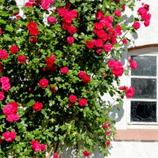 'Etoile de Hollande' Climbing Rose Bush , Stunning Deep Crimson Red & Fragrant 