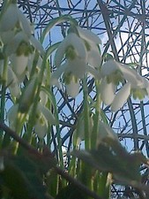 min 25 POTTED wild native