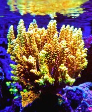 Pink Lemonade Acropora SPS