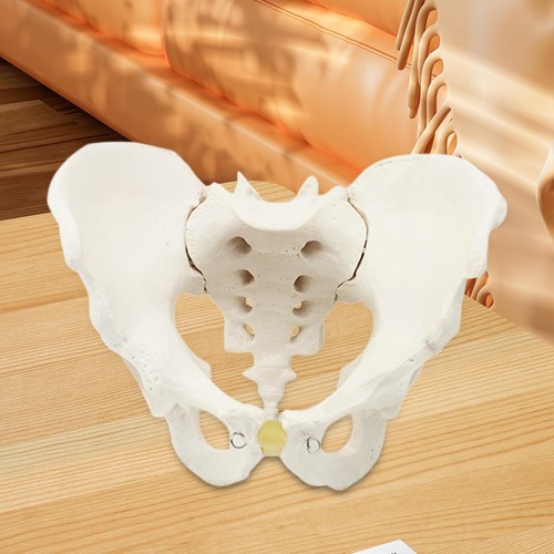 Life size male pelvis model - size,