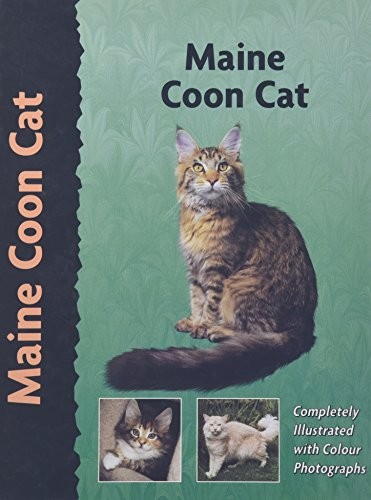 Maine coon cat - coon, (pet