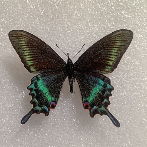 Papilio maackii alpine black - papilio,