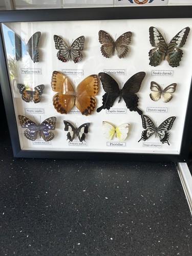 Mounted butterfly moth - mounted, butterfly/moth