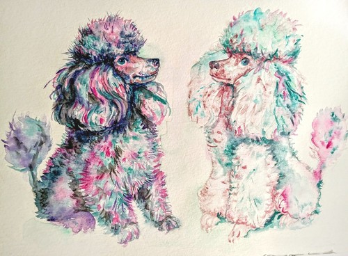 Pink toy poodles - dog, pet