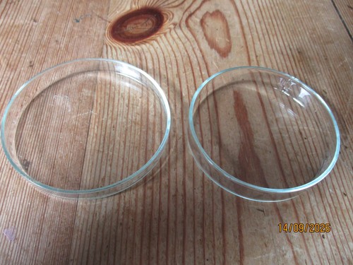 Vintage anumbra petri dishes - petri,