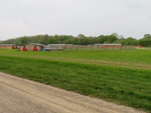 Photo 6x4 pheasant breeding - 6x4,