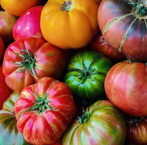 Beefsteak tomato - 30,