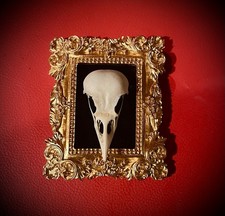 Real Bird Skull Ornate Gold