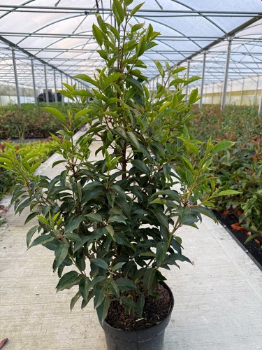 Portuguese laurel hedging - 10,