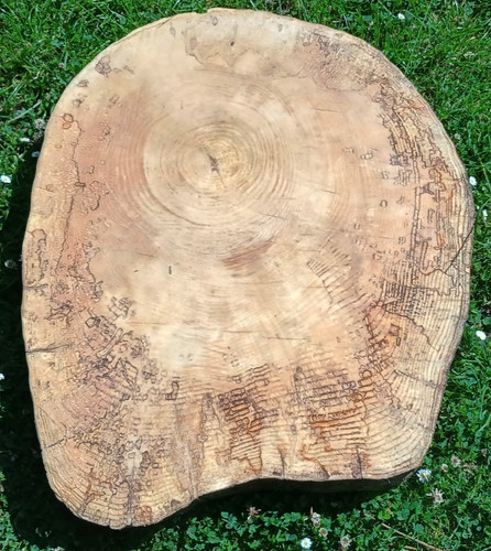 Seasoned spalted ash - , hardwood