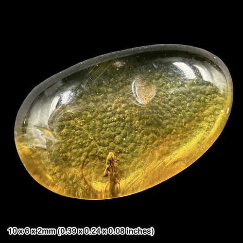 Baltic amber fossil - baltic,